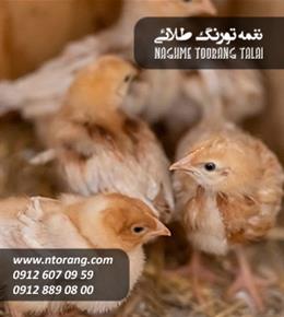 فروش جوجه گوشتی ناز مرغ ابهر
